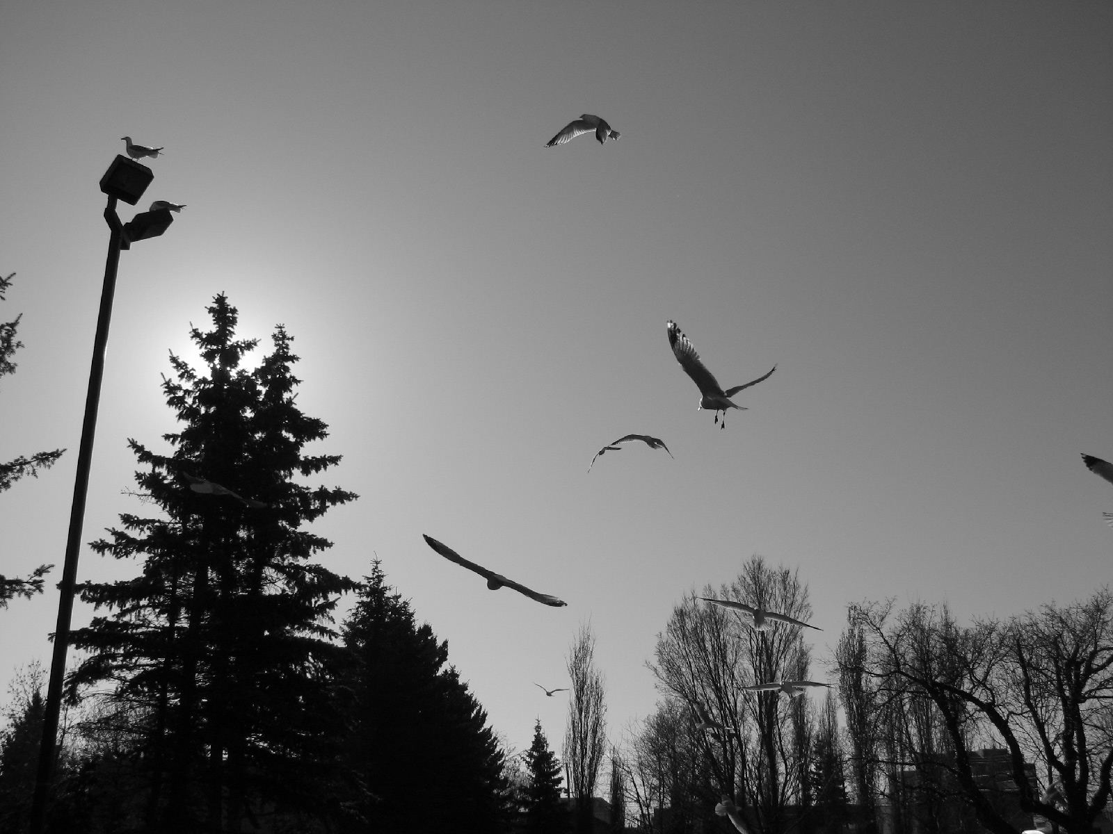 Seagulls at Peters' Drive-In thumbnail